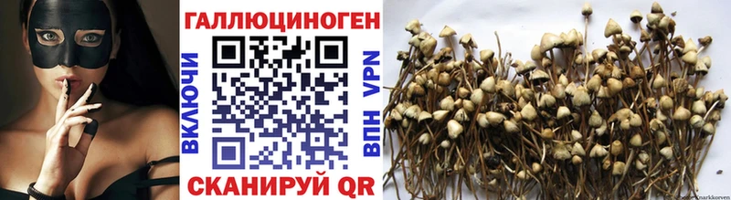 Псилоцибиновые грибы Psilocybine cubensis  что такое   Боровичи 