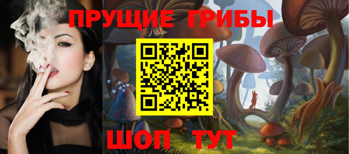 Псилоцибиновые грибы Psilocybe  Боровичи  Псилоцибиновые грибы GOLDEN TEACHER 